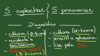 Streptococcus e Enterococcus  Resumo  Microbiologia [upl. by Keven]