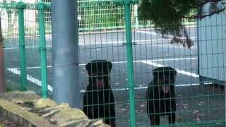 HD二頭の番犬Two guard dogs Rottweiler [upl. by Obediah]