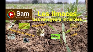 Les limaces les ravageurs invisibles [upl. by Ambur]