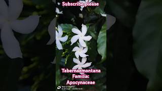 Tabernaemontana genus species apocyanaceae trending botany viralvideo motivation facts [upl. by Ycniuqed]