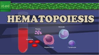 HEMATOPOIESIS or HEMOPOIESIS [upl. by Acino]