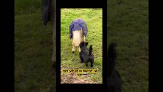 Cute Scottish terrier dog goes to see Pony scottishterriers pony horse dog ball [upl. by Leffen]