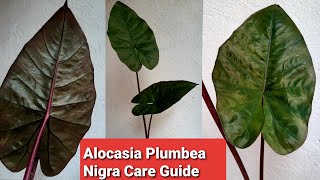 Alocasia Plumbea Nigra  Black Metallica Taro Care [upl. by Cohleen]