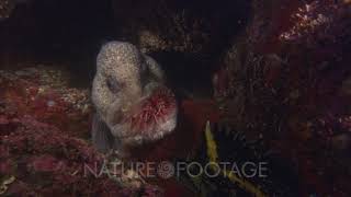 Wolf Eel Feeding On Sea Urchin [upl. by Tijnar]