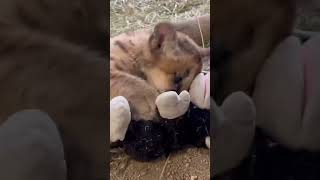 Rescued mountain lion battles King Kong stuffed animal [upl. by Evers777]