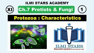 General Characteristics of Protozoa Class 11 Biology Chapter 7 Protists and Fungi [upl. by Atnoved]