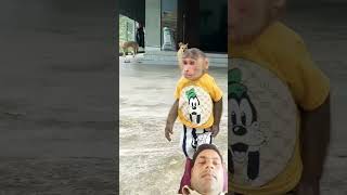 monkey funny cute baby monkeytrending shortfunnyshortvideo [upl. by Nynnahs556]