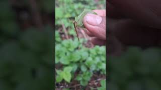 PLANTA MEDICINAL Yerba Buena Mexicana buenisima para dolor de estomago o para dolor de muela [upl. by Anyrtak]