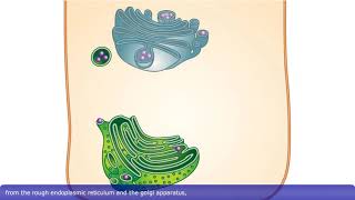 Detailed Animation on Exocytosis [upl. by Elades]