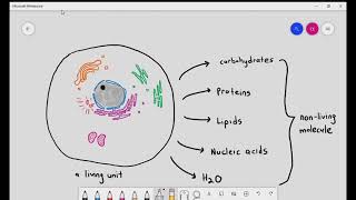 PROTEIN STRUCTURE Amino acid structures Primary secondary tertiary and quaternary proteins [upl. by Lahey]