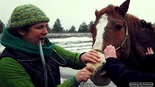 Equine Veterinarian Doc Jenni Treats An Impaction Colic [upl. by Annovad]