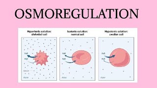 OSMOREGULATION [upl. by Block]