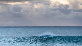 Dolphins swimming at Sunrise [upl. by Ellenwahs]