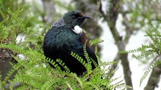 Tui bird [upl. by Bohner]