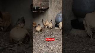 Serama chicken Price shorts ytshorts vairalshorts trendingshorts youtubeshorts Seramachicken [upl. by Bobbie]