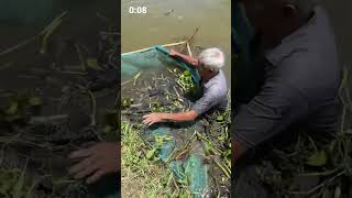 Old Man Fishing 🔥 onceover shortsfeed [upl. by Akimyt132]