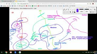 Unfolded Protein Response Signaling Lecture [upl. by Oatis]