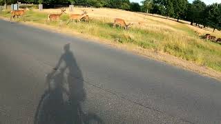 Richmond Park  Deer Crossing [upl. by Carbrey]