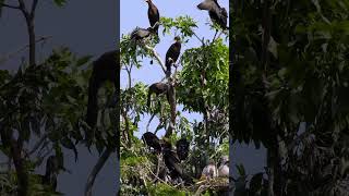 So many birds in the tree  animalworld naturalbeauty birds shorts [upl. by Ogren842]