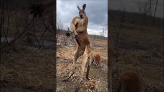 Jacked Kangaroos Displays Dominance [upl. by Carmelina]