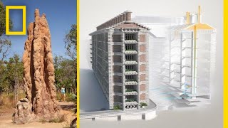 See How Termites Inspired a Building That Can Cool Itself  Decoder [upl. by Aon]