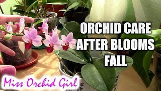 How to care for orchids after blooms fall [upl. by Schweitzer]