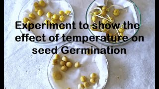 Effect of Temperature on Germination Experiment [upl. by Gavin]