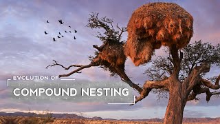 How Weaver Birds Evolved to Build Huge Nests [upl. by Perri]