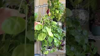 propagate pilea plant☘️shortsfeed youtube propagation pilea ytshorts gardening plants reels [upl. by Ahsiyt162]