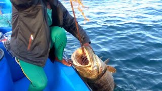 Caught a Monster Groupers BACK to BACK [upl. by Bink]