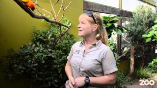 Sun conure at Auckland Zoo [upl. by Struve]