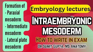 Intraembryonic mesoderm and its derivatives  General embryology [upl. by Ecyt959]