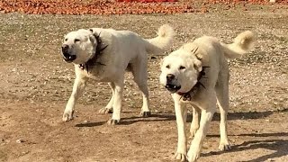 2 DEV ANADOLU ASLANI  2 GIANTS ANATOLIAN LIONS [upl. by Nelleeus]