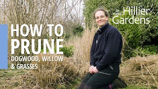 How to prune dogwood willow and grasses  Sir Harold Hillier Gardens [upl. by Rogerson690]