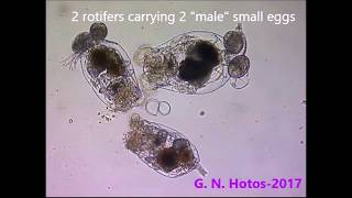 RotifersBrachionus plicatilissmall male eggs amp resting eggsDr G Hotos Lab Greece [upl. by Nnagrom961]