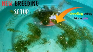 New breeding setup for dumbo ear guppies 🐟 easiest guppy breeding setup for beginners 👀 [upl. by Lasley]