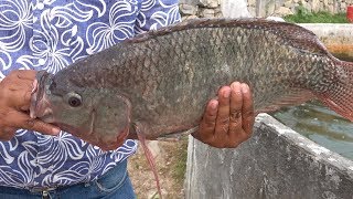 Criadero de Mojarra Tilapia en Loma Bonita [upl. by Sumerlin]