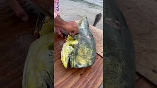 ¿Sabias esto😱Toda esta SARDINA se comio este Dorado pesca bajasur fishing trending mahimahi [upl. by Nyltiak]