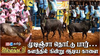 பாலமேட்டை அதிரவைத்த காளை  Best Bull of Palamedu Jallikattu  IBC Tamil  Madurai [upl. by Chiquia997]