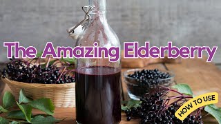 The Amazing Elderberry Its Many Health Benefits [upl. by Nyluqcaj]