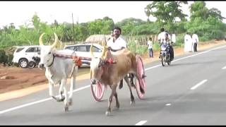 Rekla races it used to be popular during the Pongal festival in Tamil Nadu [upl. by Alyam733]