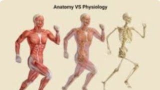 Difference between Anatomy amp Physiology medicalstudent [upl. by Melinde]