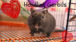 Handling Gerbils [upl. by Duggan]