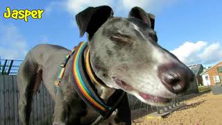 Dogs Trust Leeds  Greyhounds amp Lurchers [upl. by Norok990]