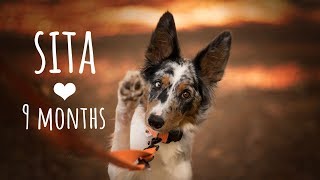 Sita Border Collie ♥ 9 months [upl. by Idalina]