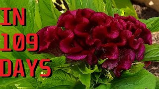 How to grow Cockscomb Celosia argentea var cristata from seeds [upl. by Teferi]