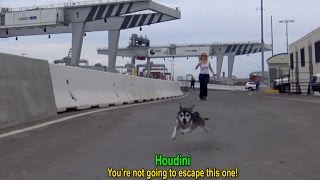 Houdini an intense rescue of an escape artist A MUST SEE dog [upl. by Daberath]