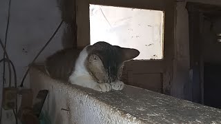 A Cat doing Sujud Caught on Camera [upl. by Irab]