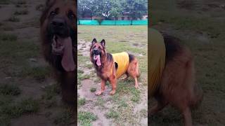 Aura Playing Fetch germanshepherd gsdnation dogplayingvideo ballislife indiandog gsdworld dog [upl. by Enelehcim332]