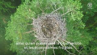 Journée internationale des forêts 2024 Forêts et innovation neuves solutions pour un monde meilleur [upl. by Atiekal497]